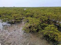 -北海金海湾红树林生态旅游区