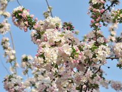 -海棠花溪(元大都城垣遗址公园)