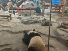 -武汉动物园