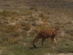 -新疆天山野生动物园