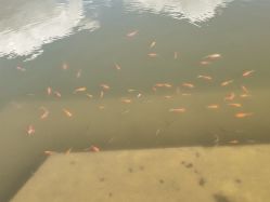 -爱秀造型 T-G