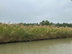 -大湾区中央湿地公园