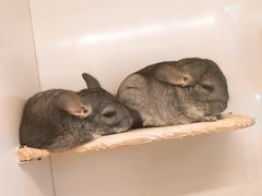 -龙猫仔乐园(惠福东路店)