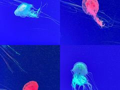 -海合安成都极地海洋公园