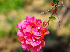 -优游吧斯邹族文化部落