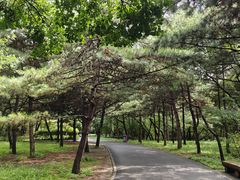 -北陵公园