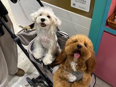 -FAELING PETS美天灵宠物(合生汇店)