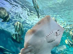 -上海海洋水族馆
