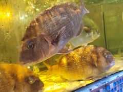 -巽寮印象美食部落餐厅·海鲜·地方特色菜(惠州体验店)