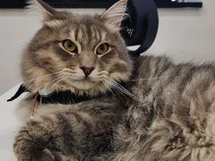 -楼上猫咖(罗湖店)