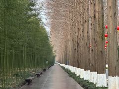 -黄海国家森林公园