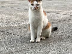 -联合动物医院(光谷诊疗中心)