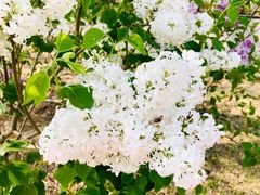 -永定河休闲森林公园