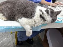 -东莞宠友24H宠物中心医院·转诊夜诊·异宠(新河北路院)