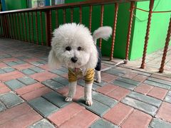 -马白开来特色羊排揪片子  (总店)