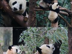 -成都大熊猫繁育研究基地