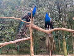 -杭州野生动物世界