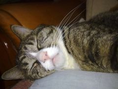 -瑞派·关忠动物医院·异宠专科·犬猫肿瘤·皮肤专科(望京店)