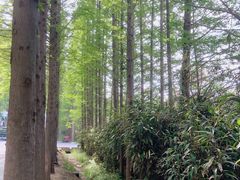 -日照海滨国家森林公园