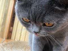-Catmate·猫肥家润(金润铂宫店)