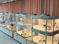 -翊宠yipet猫狗购宠庄园犬舍•猫舍