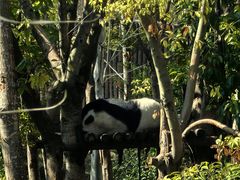 -成都大熊猫繁育研究基地
