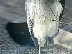 -青藏高原野生动物园