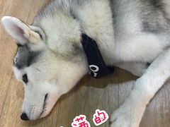 -Husky Go! 哈士奇体验馆·宠物咖啡厅狗咖