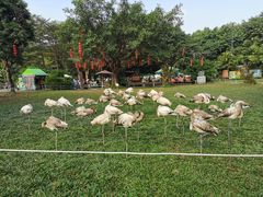 -广州长隆飞鸟乐园