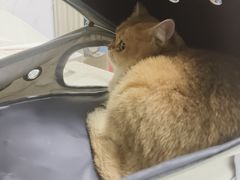 -瑞鹏瑞爱宠物医院·全科·猫科·血液透析中心(龙头寺店)