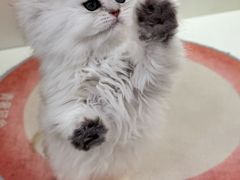 -青奢宠物·青奢猫舍