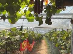 -马陆小张葡萄园农家乐