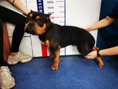 -伟伟宠物医院·CT影像中心·瑞派犬猫综合性门诊(汉口总院)