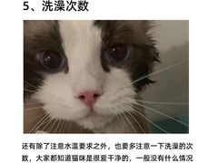 -帕帕拉兹宠物(亚洲旗舰店)