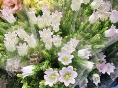 -循礼门鲜花花市(武汉循礼门店)