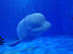 -多彩贵州城极地海洋世界