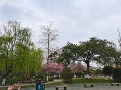 -桂湖森林公园