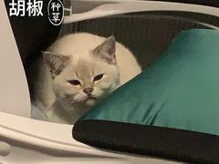 -联合动物医院(光谷诊疗中心)