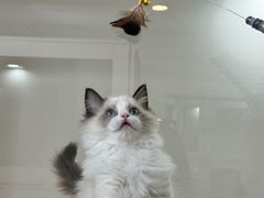 -青奢宠物·青奢猫舍