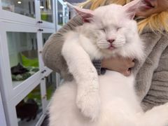 -青奢宠物·青奢猫舍