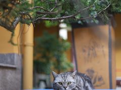 -龙华寺