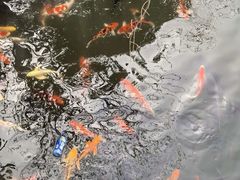 -合肥野生动物园