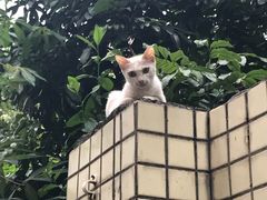 -九里香奶茶果汁(碧湖店)