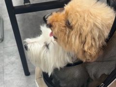 -西班牙语王国