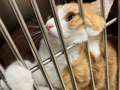 -瑞鹏宠物医院·骨科·猫科·内科(第一中心)