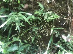 -火炉山森林公园