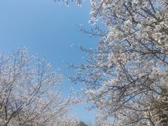-高东镇樱花园
