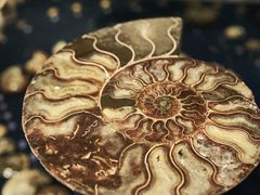 -青岛贝壳博物馆