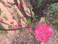 -南国桃园旅游度假区