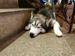 -more than meow吴止猫主题餐厅(承德 中船汇店)